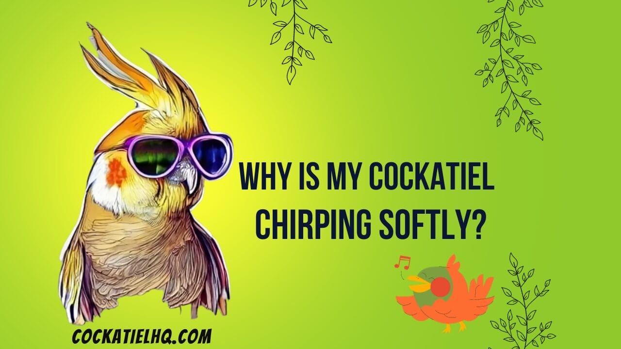 why is my cockatiel chirping softly