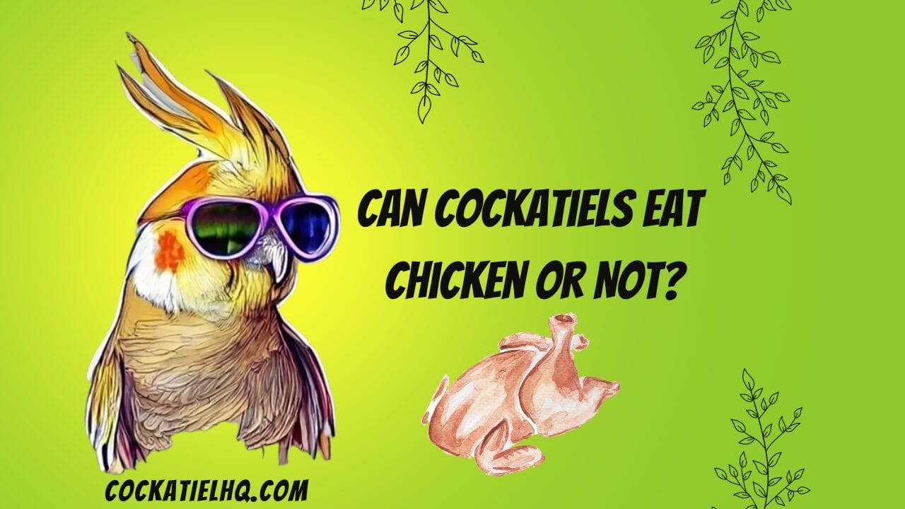 can cockatiels eat chicken