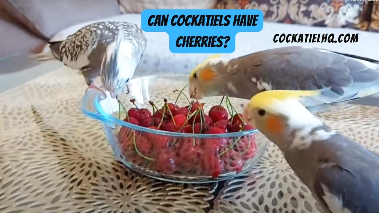 can cockatiels have cherries