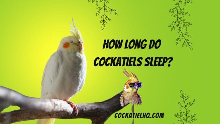 How Long do Cockatiels Sleep: Understanding Their Resting Habits for a Healthier Lifestyle