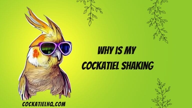 Feathered Tremors: Unravelling the Mystery Why is My Cockatiel Shaking
