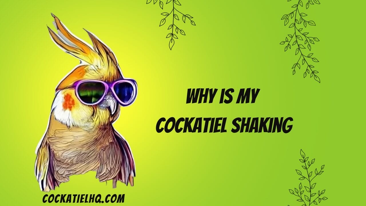 why is my cockatiel shaking