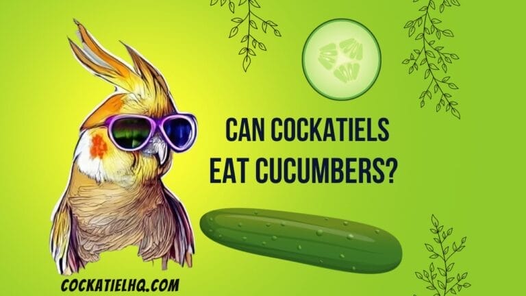Can Cockatiels Have Cucumbers? Unveiling the Truth