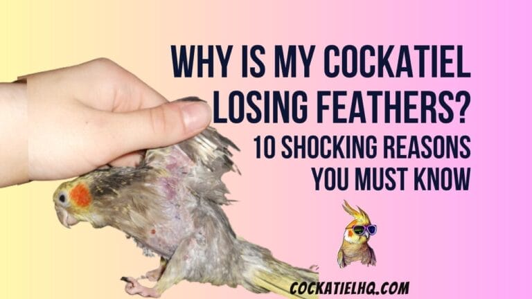 Why is my Cockatiel Losing Feathers? 10 Shocking Reasons You Must Know