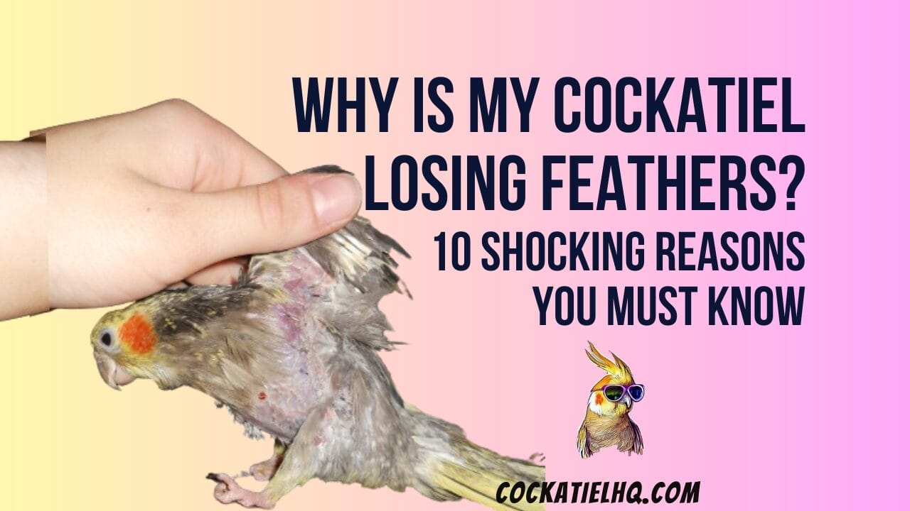 why is my cockatiel losing feathers
