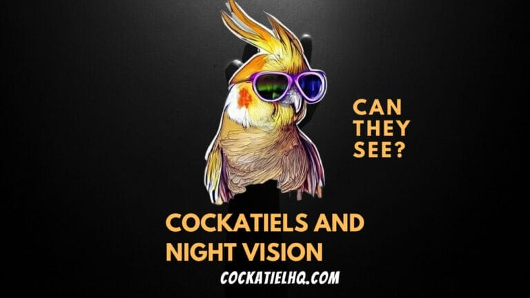 The Real Deal: Can Cockatiels See in the Dark or Not?