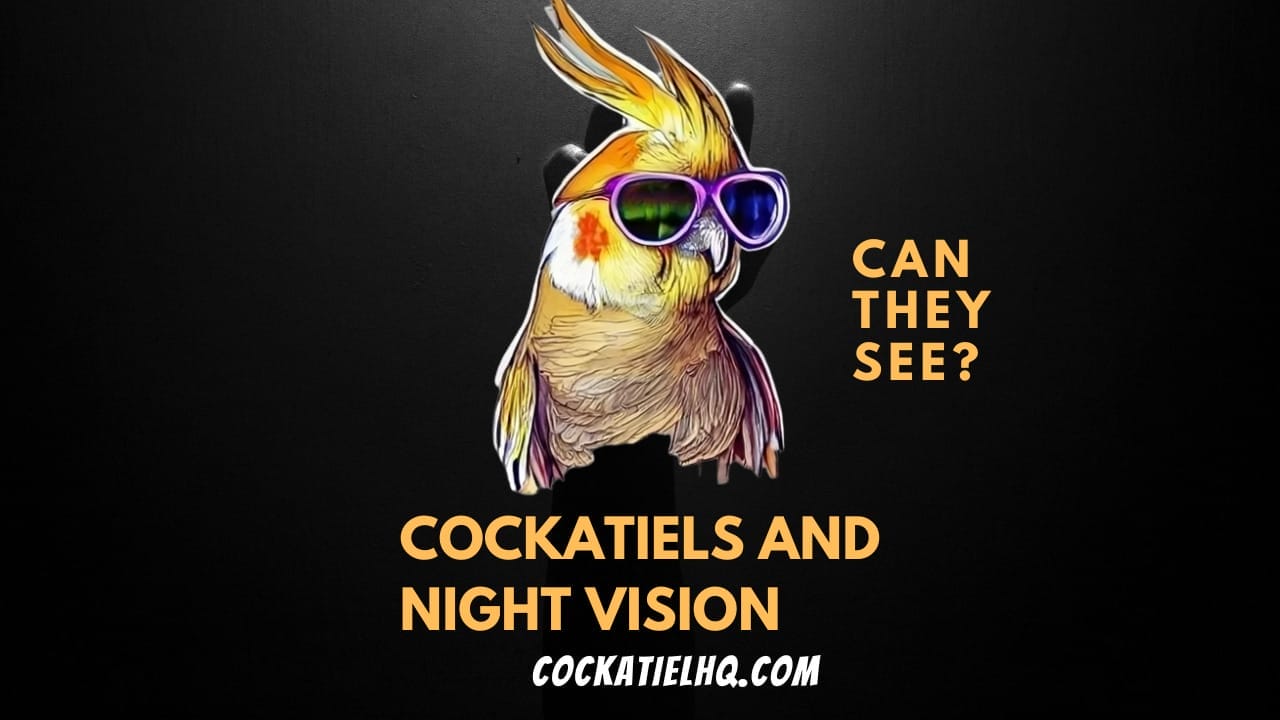 can cockatiels see in the dark