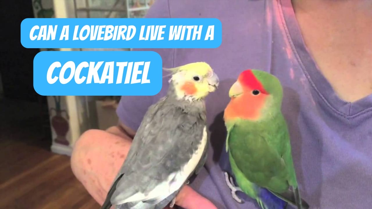 Can A Lovebird Live With A Cockatiel