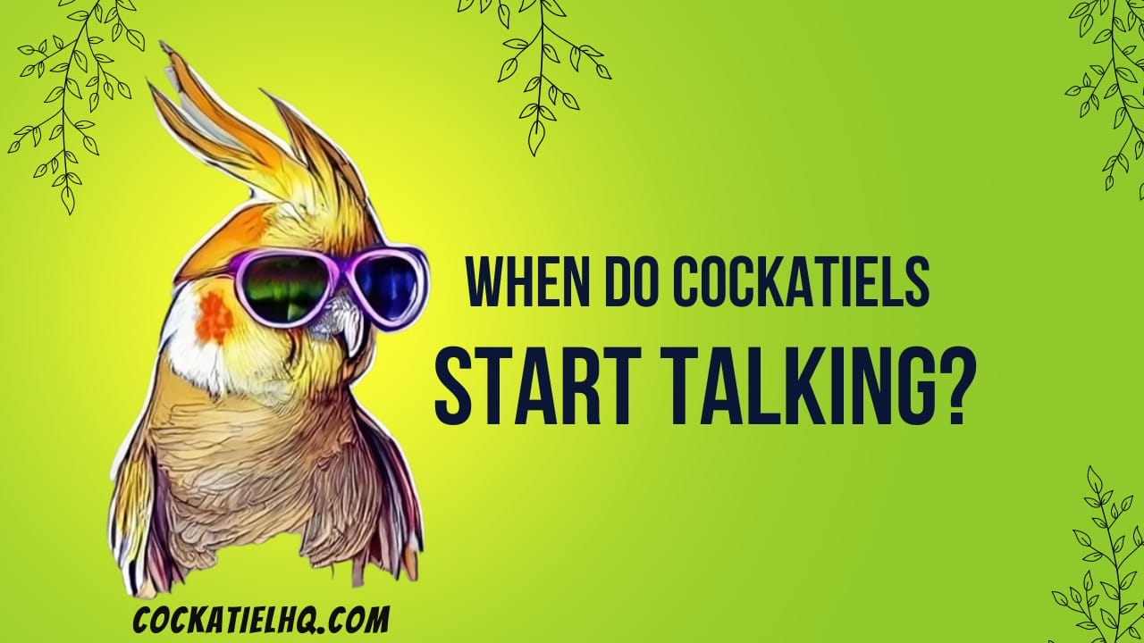 when do cockatiels start talking