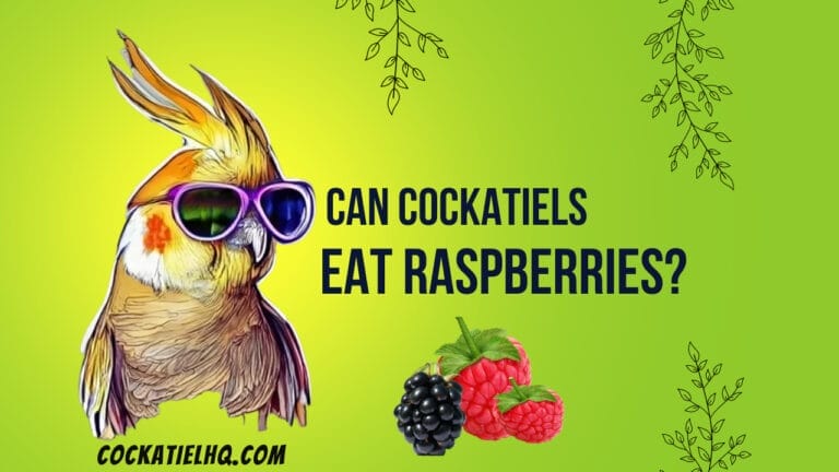 Can Cockatiels Eat Raspberries: An Unexpected Revelation