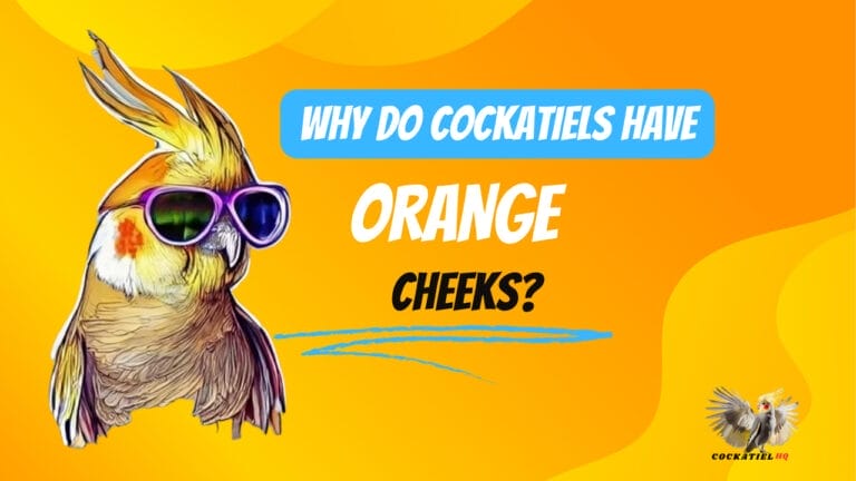 Why Do Cockatiels Have Orange Cheeks? Discover the Amazing Reasons!