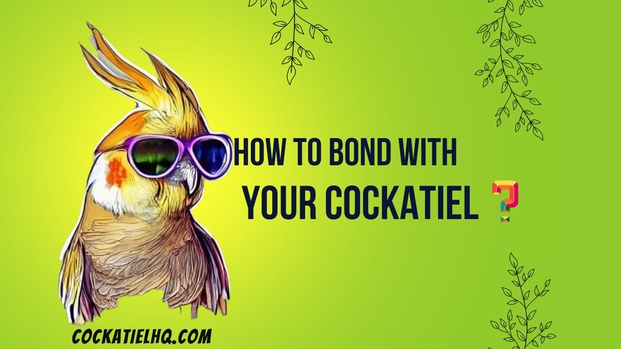 how to bond with a cockatiel