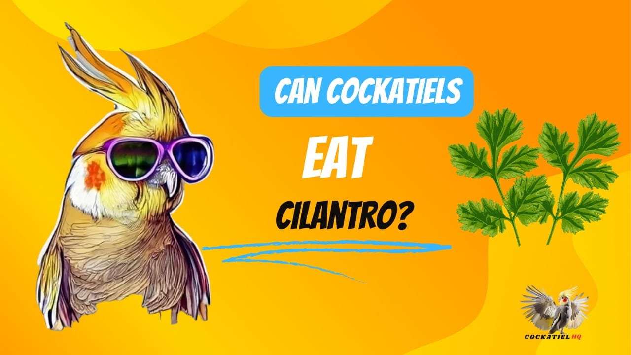 Can Cockatiels Eat Cilantro