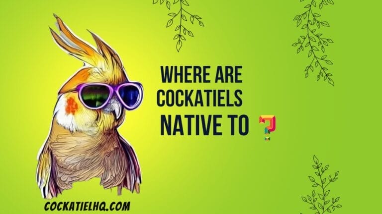 Unveiling the Origins: Where are Cockatiels Native to Geographic Location?