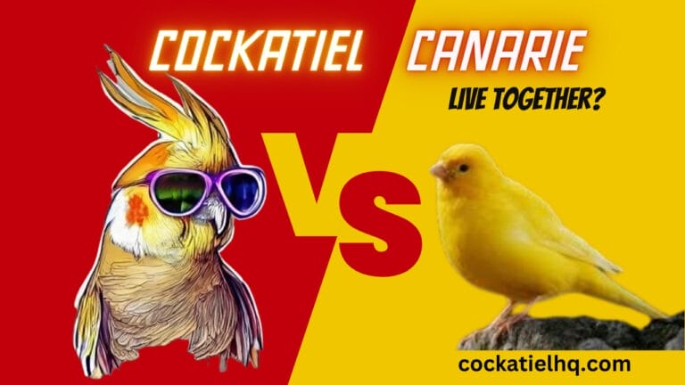 Can Cockatiels and Canaries Live Together? The Answer May Surprise You