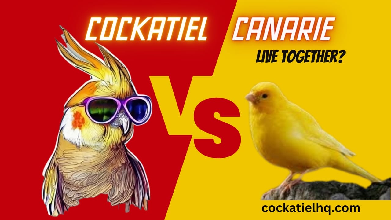 can cockatiels and canaries live together