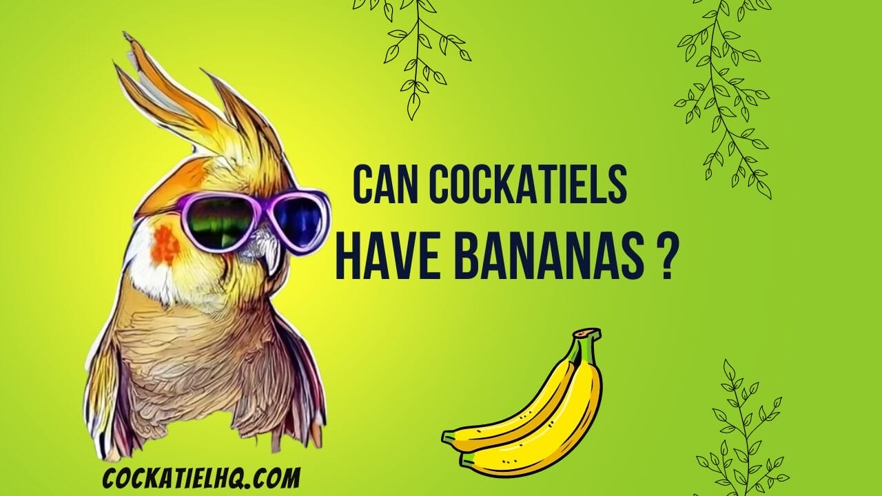 Can Cockatiels Have Bananas