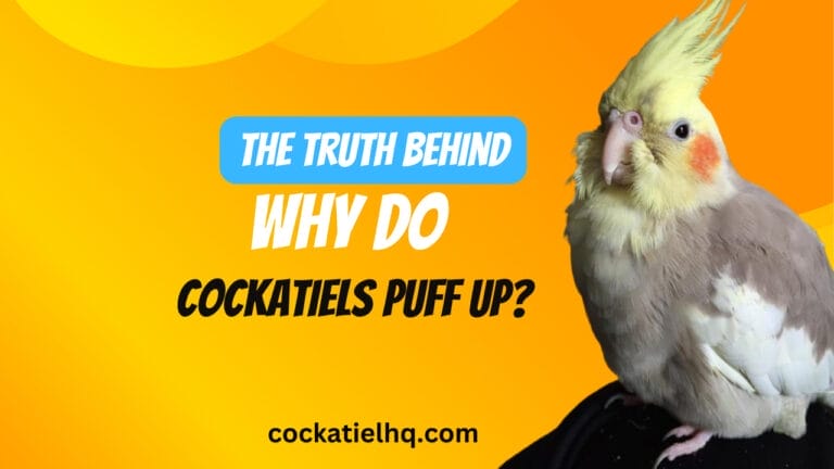 The Truth Behind Why Do Cockatiels Puff Up