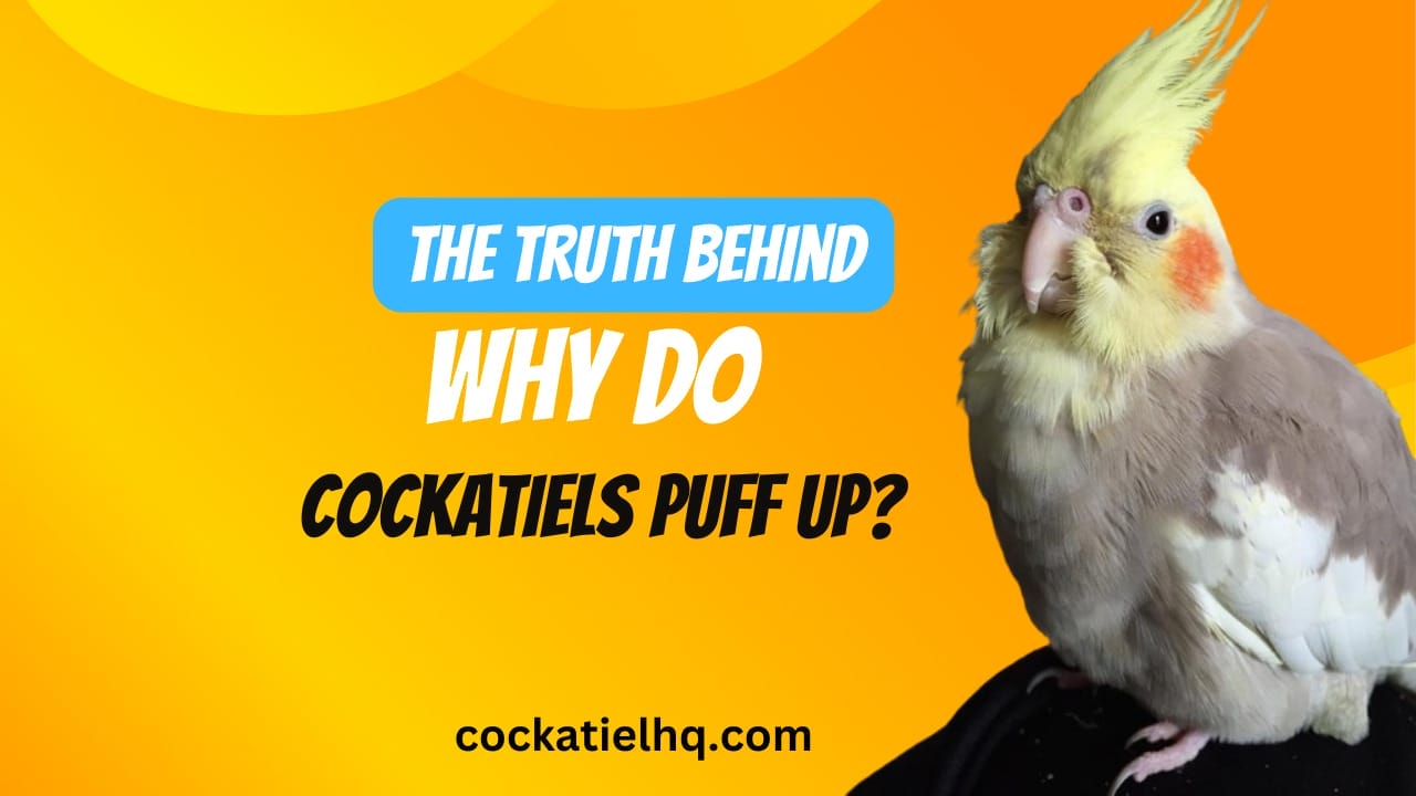 why do cockatiels puff up