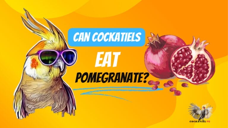 Feathered Treats: Can Cockatiels Eat Pomegranates?