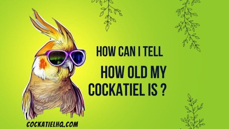 Unmasking the Age Mystery: How Can I Tell How Old My Cockatiel Is?