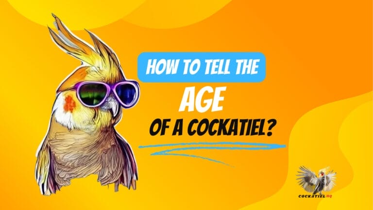Unraveling Avian Years: How To Tell The Age Of A Cockatiel
