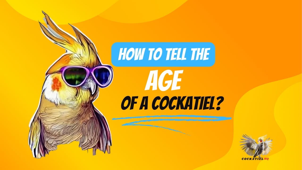 how to tell the age of a cockatiel