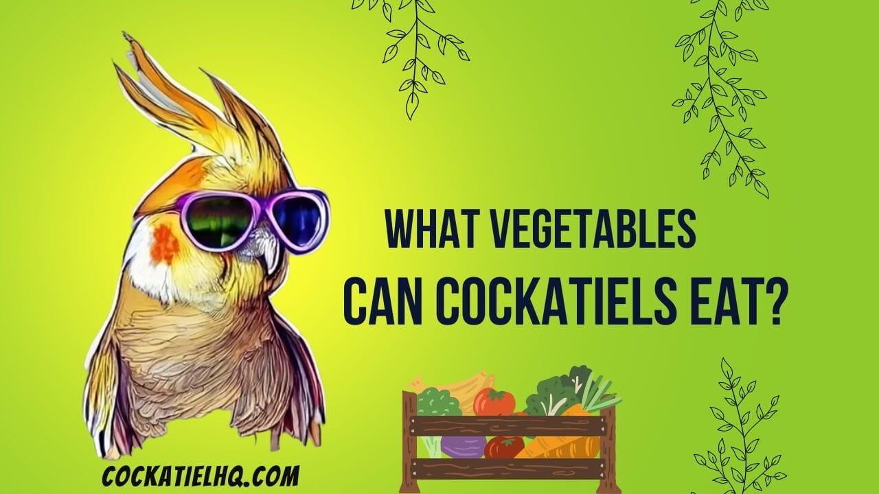 what vegetables can cockatiels eat