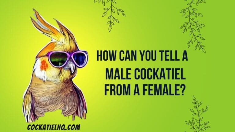 How Can You Tell a Male Cockatiel from a Female?