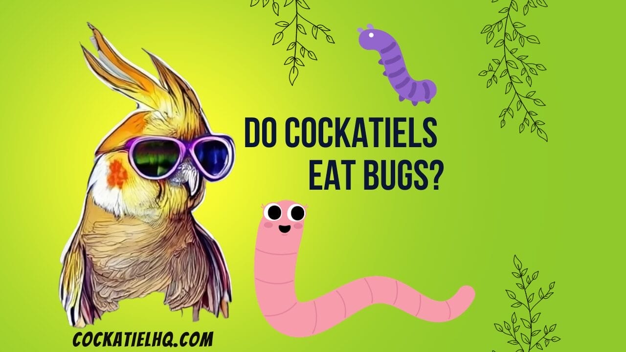 do cockatiels eat bugs