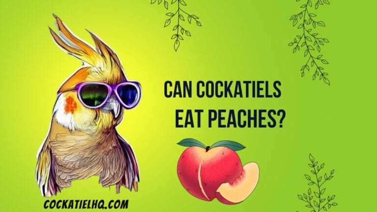 Can Cockatiels Eat Peaches? Unveiling the Truth