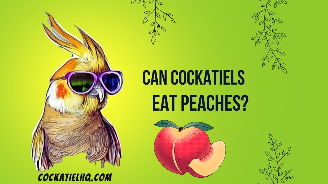 can cockatiels eat peaches