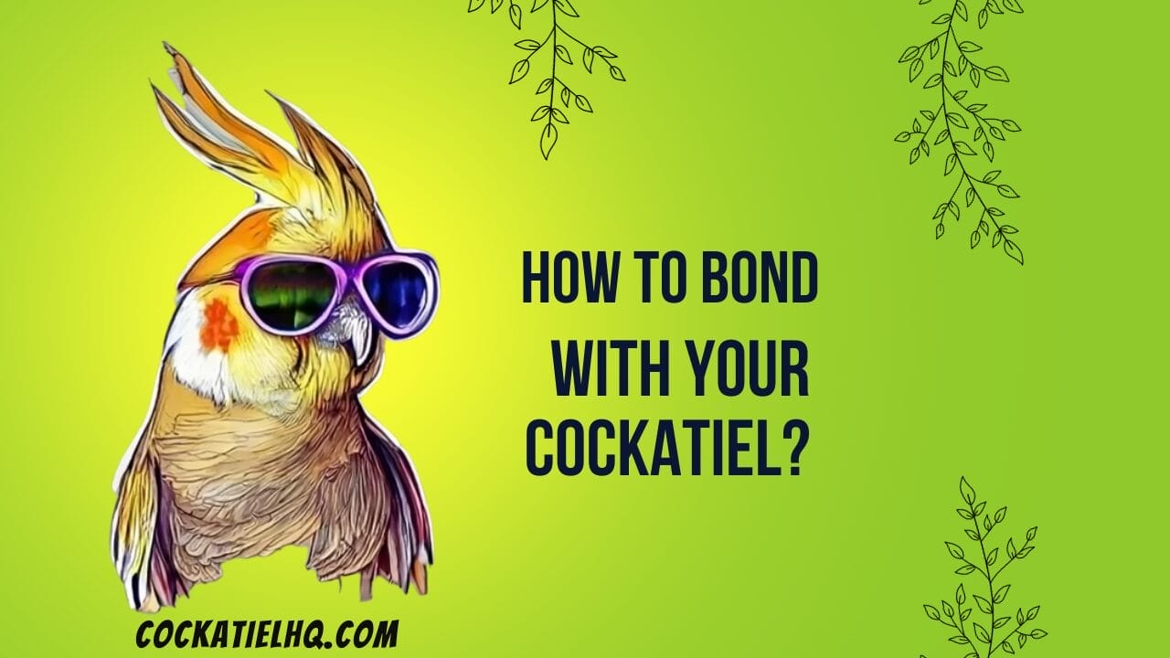 how to bond with your cockatiel