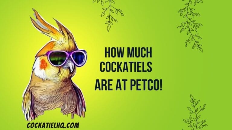 Looking for a Pet? Discover How Much Are Cockatiels at Petco!