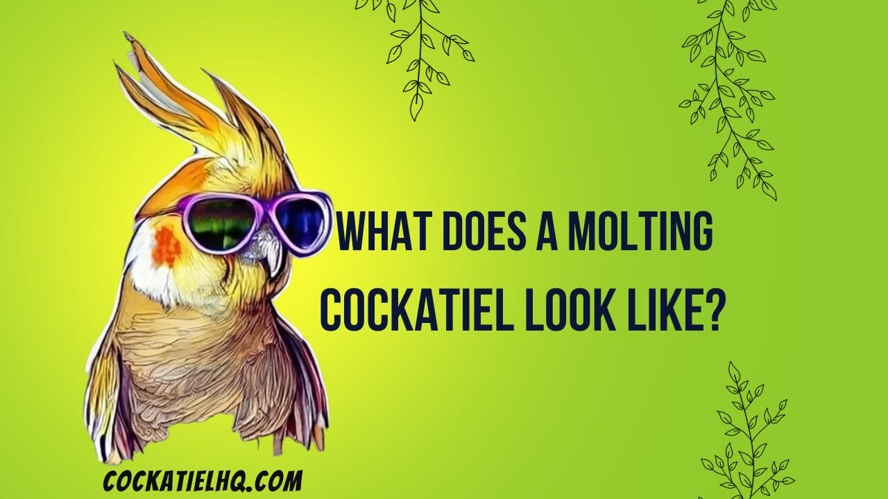 what does a molting cockatiel look like