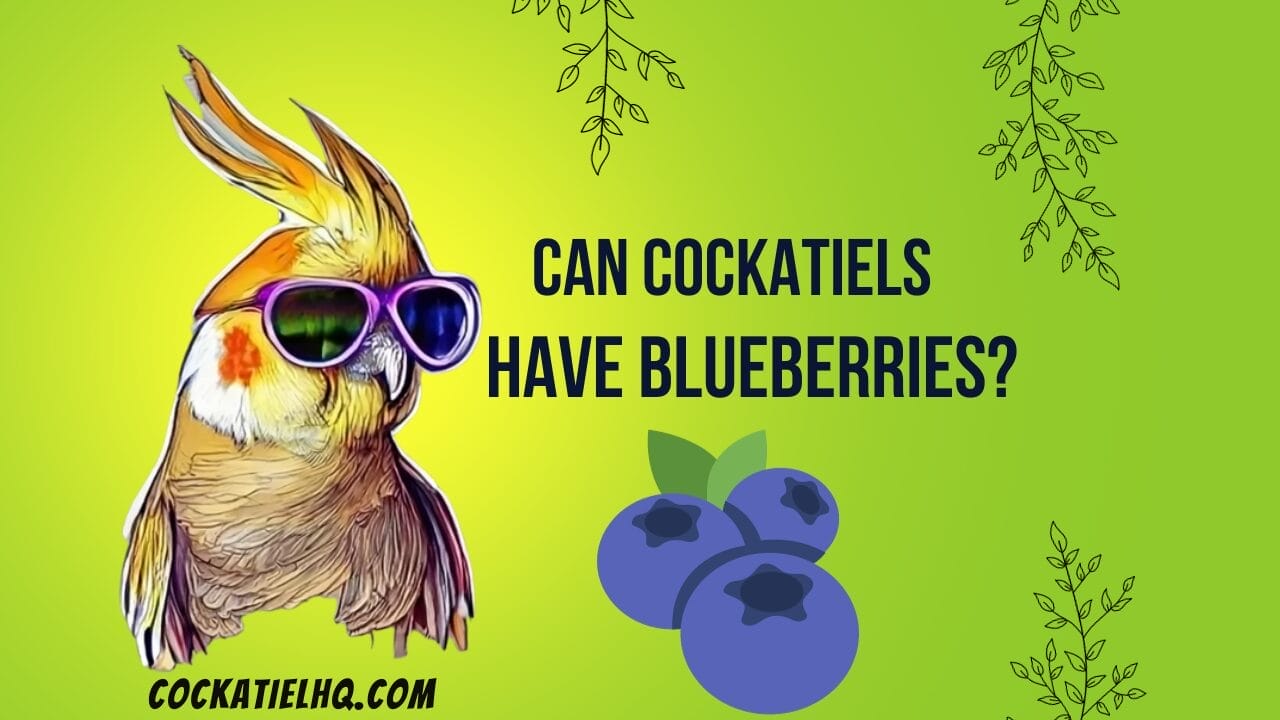 can cockatiels have blueberries