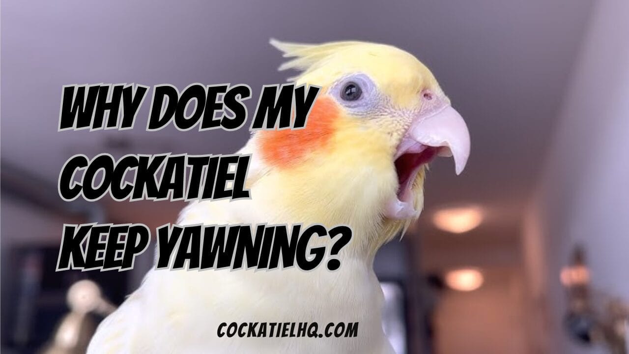 why does my cockatiel keep yawning