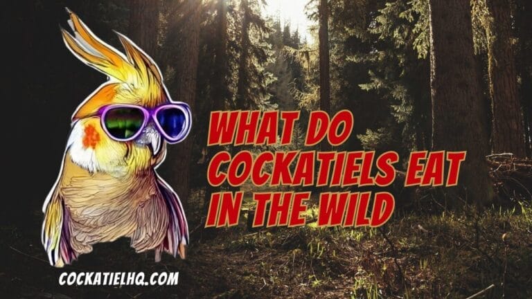 Exploring the Wild Diet of Cockatiels: What Do Cockatiels Eat In The Wild