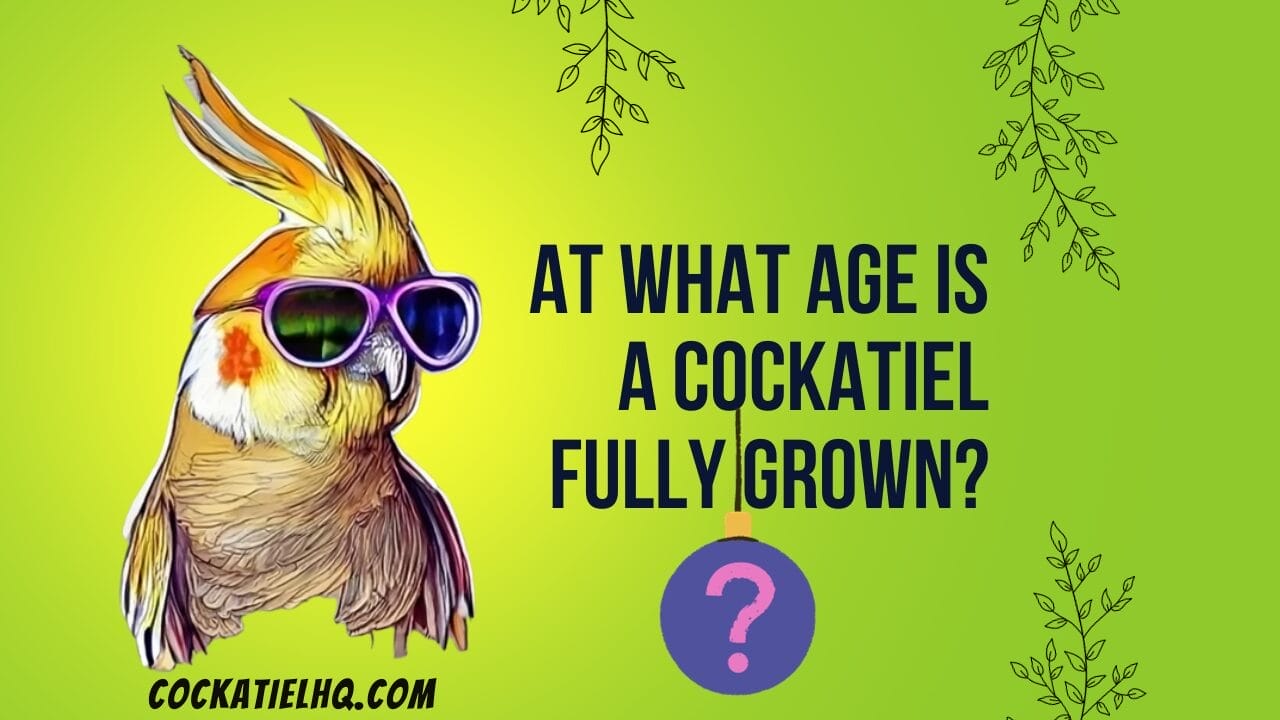 at what age is a cockatiel fully grown