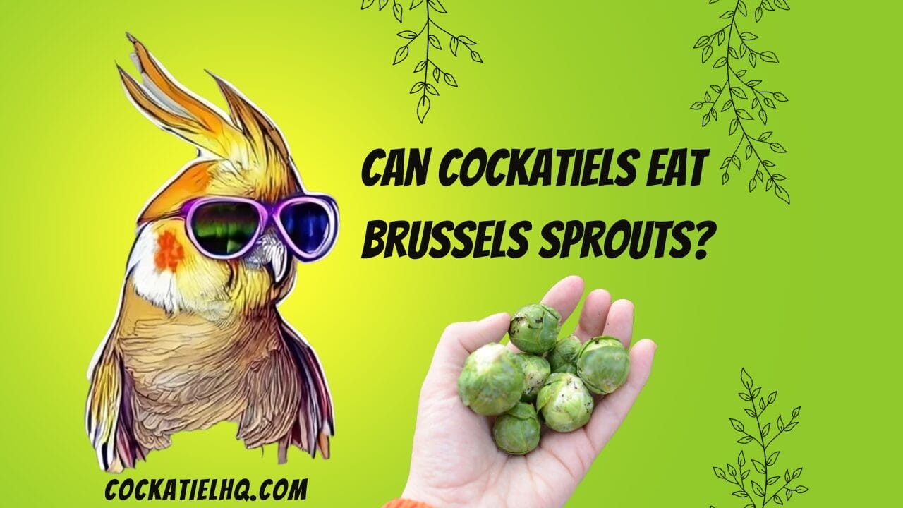 can cockatiels eat brussel sprouts