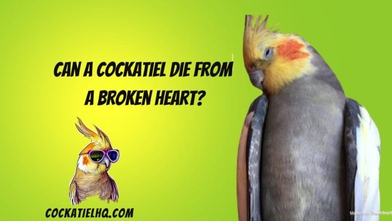 Can a Cockatiel Die from a Broken Heart? The Hidden Line Between Emotion and Health in Birds