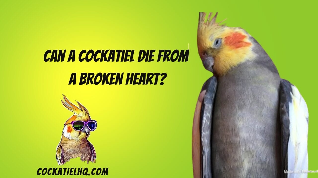 can a cockatiel die from a broken heart