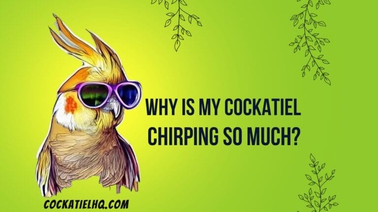 Unmasking the Enigma: Why Is My Cockatiel Chirping So Much?
