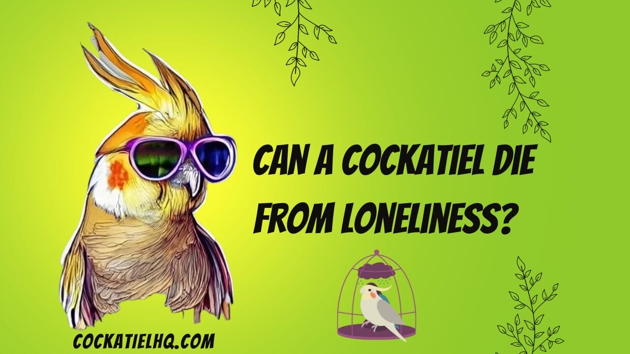 can a cockatiel die from loneliness