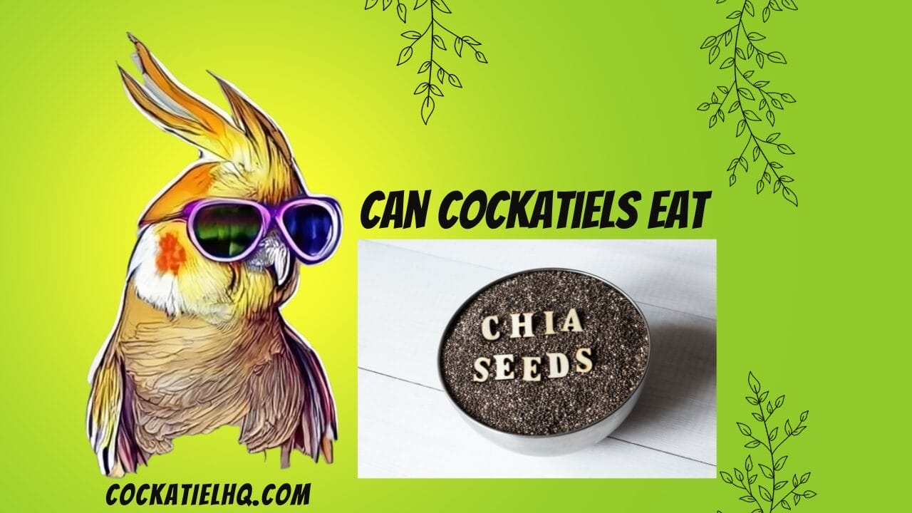 can cockatiels eat chia seeds