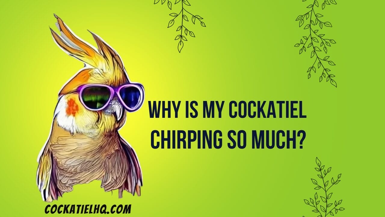 why is my cockatiel chirping so much