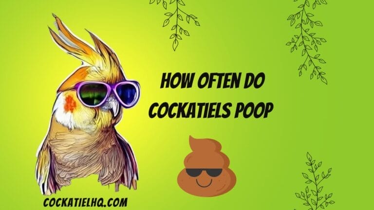 Cockatiel Chronicles: How Often Do Cockatiels Poop