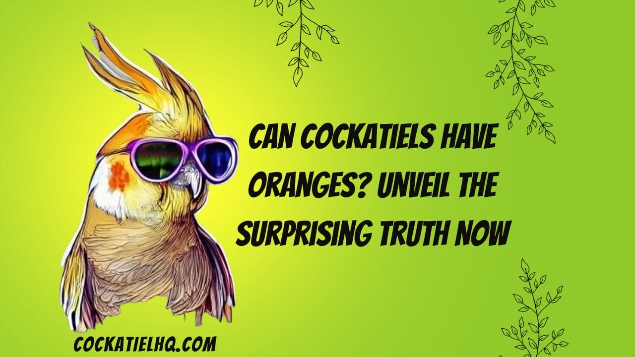 can cockatiels have oranges