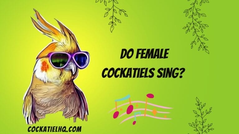 Do Female Cockatiels Sing?: Unraveling the Mystery of Avian Vocalizations
