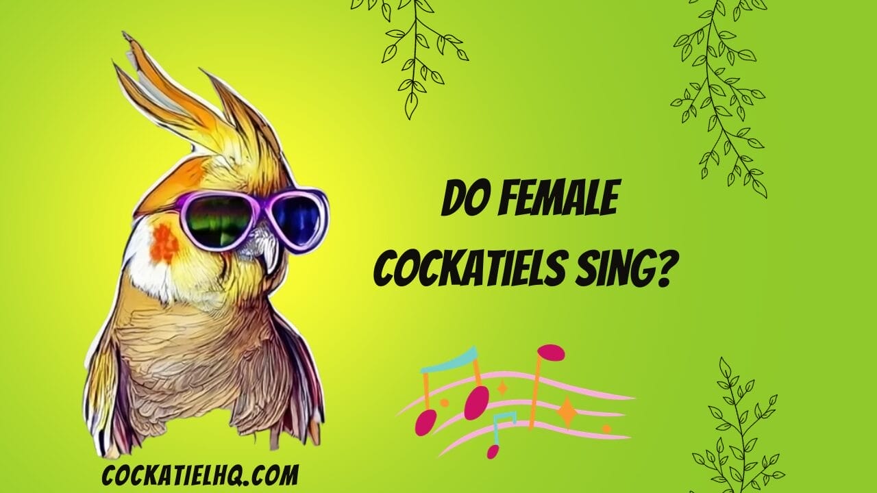 do female cockatiels sing